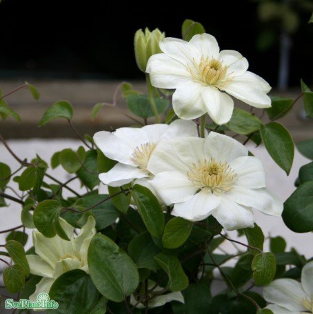 Klematis 'Guernsey Cream' 5-pack