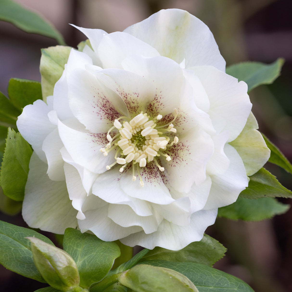 Julros 'Double Ellen White' 9cm kruka