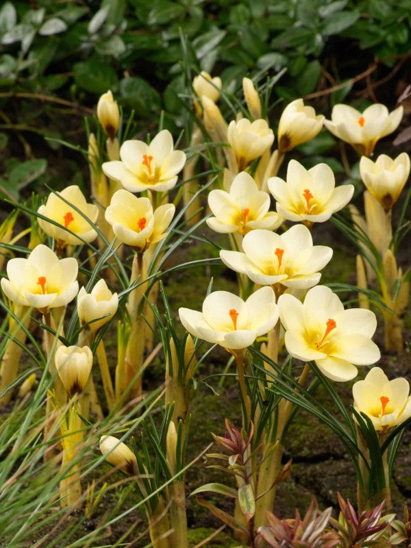 Krokus Botanisk 'Cream Beauty' 25st