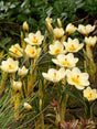 Krokus Botanisk 'Cream Beauty' 25st