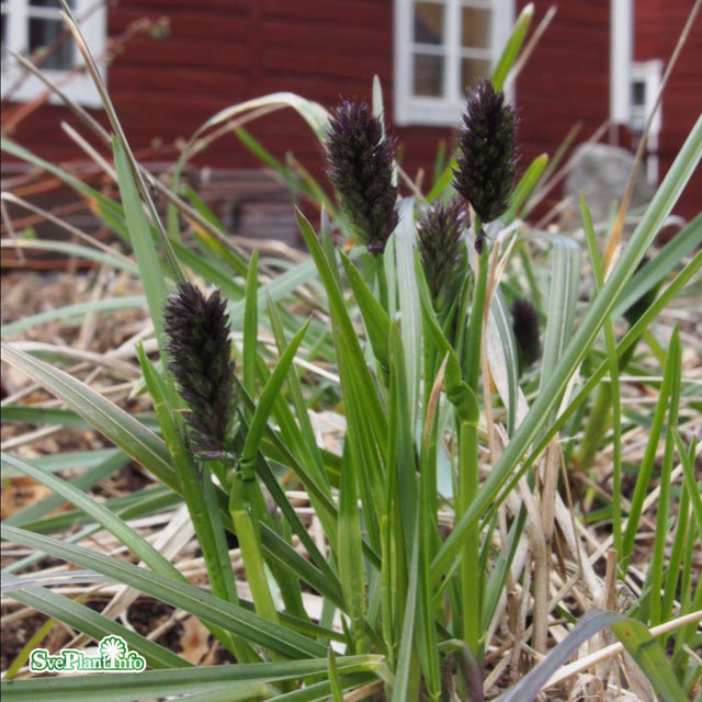 Vårälväxing 11cm kruka