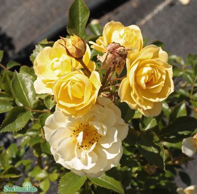 Modern buskros 'Golden Cover' 5-pack barrot