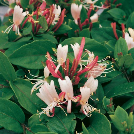 Slingertry 'Red World' co 1-pack