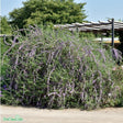 Sommarbuddleja co 1-pack