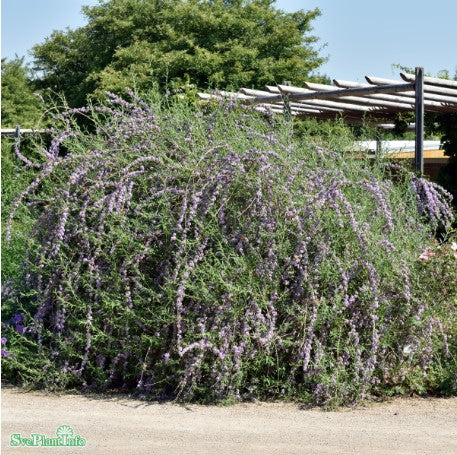 Sommarbuddleja co 1-pack