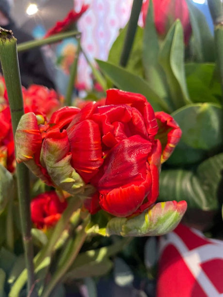 Papegojtulpan 'Rococo Double' 8st