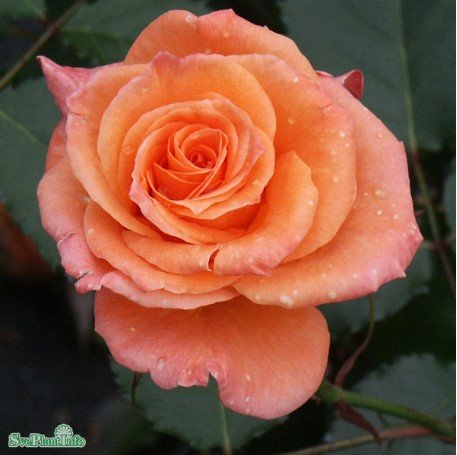 Floribundaros 'Gavnö' 10-pack barrot