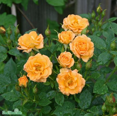 Modern buskros 'Flaming Cover' 10-pack barrot