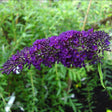 Syrenbuddleja 'Black Knight' co 1-pack