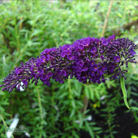 Syrenbuddleja 'Black Knight' co 3-pack