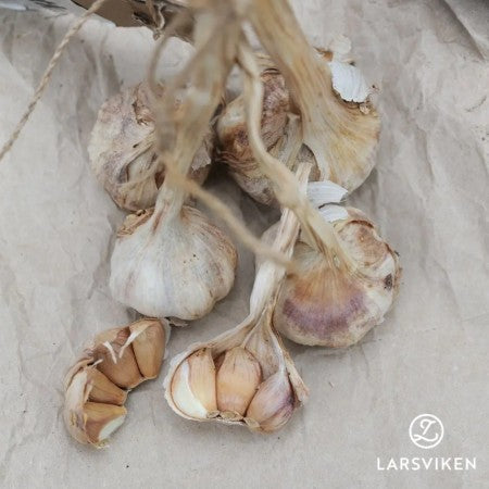 Sättlök, Vitlök 'Benátčan' 1st