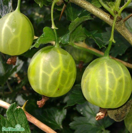 Krusbär 'Invicta' Gulgrön 5-pack