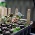 Miniväxthus Pluggbox