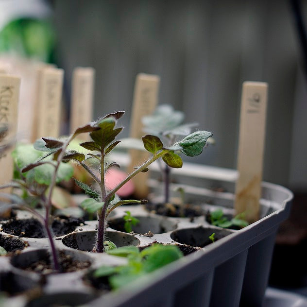 Miniväxthus Pluggbox