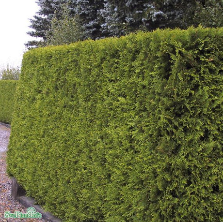 Tuja 'Brabant' 80-100 cm 10-pack