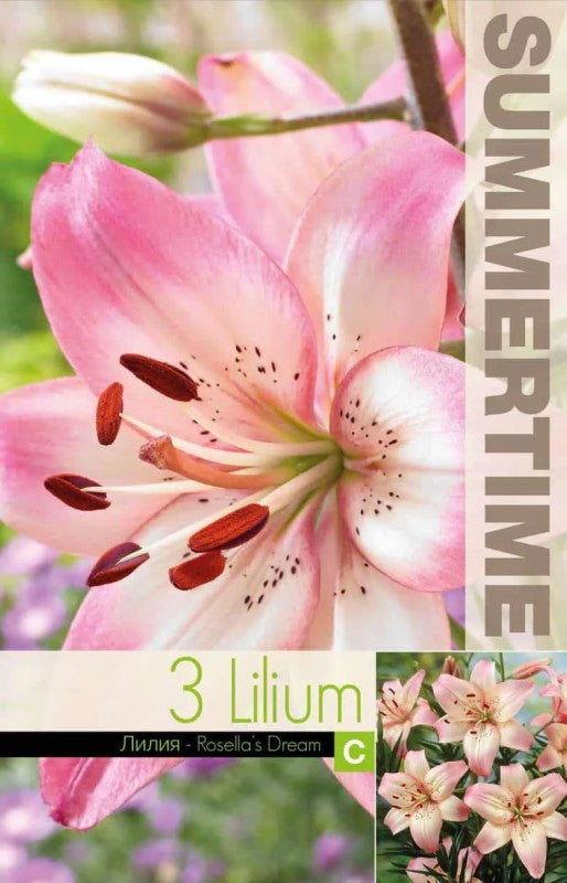 Lilja 'Rosella´s Dream' 3st
