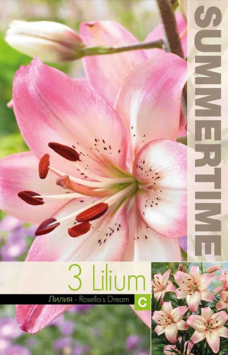 Lilja 'Rosella´s Dream' 3st