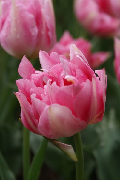 Dubbel Tidig Tulpan 'Peach Blossom' 5st