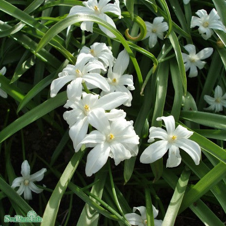 Vårstjärna 'Alba' 25st