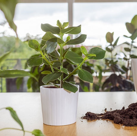 Narrfikus 'Princess' 12cm kruka