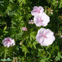 Blodnäva 'Apfelblüte' 11cm kruka