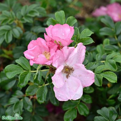 Rugosa-ros 'Fru Dagmar Hastrup' 5-pack barrot