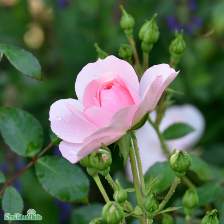 Modern Buskros 'Bonica' 10-pack barrotad