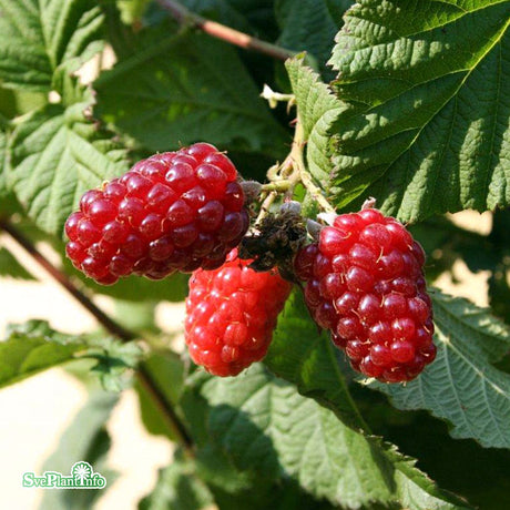 Björnbärshallon (tayberry) 9cm kruka