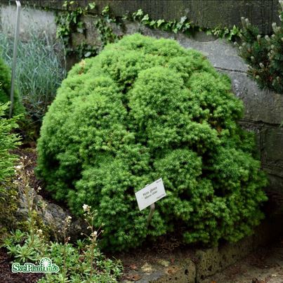 Vitgran 'Alberta Globe' 25-30 co