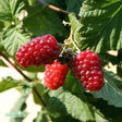 Björnbärshallon 'Tayberry' 5-pack i kruka
