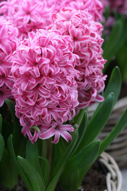Hyacint 'Pink Pearl' 5st