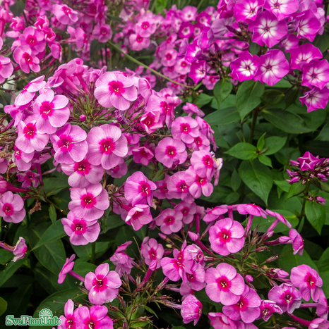 Höstflox 'Morfar Albert' Grönt Kulturarv 11cm