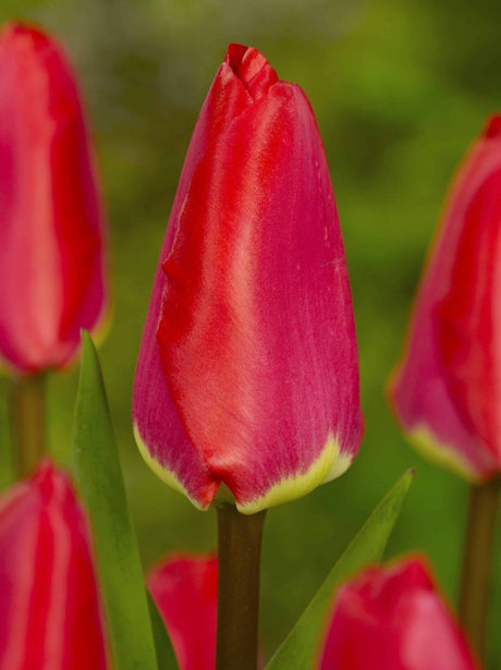 Darwinhybridtulpan 'Fostery King' 8st