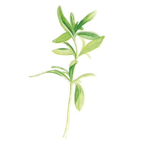 Sommarkyndel Svenskodlat frö