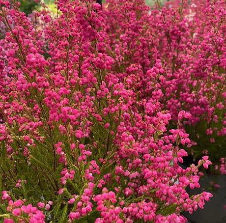 Klockljung 'African Wonder' 11cm kruka