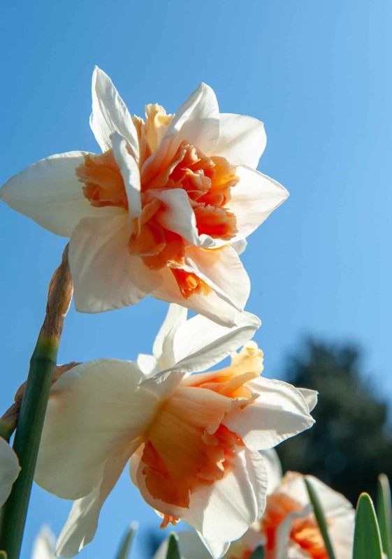 Stjärnnarciss 'Replete' 5st