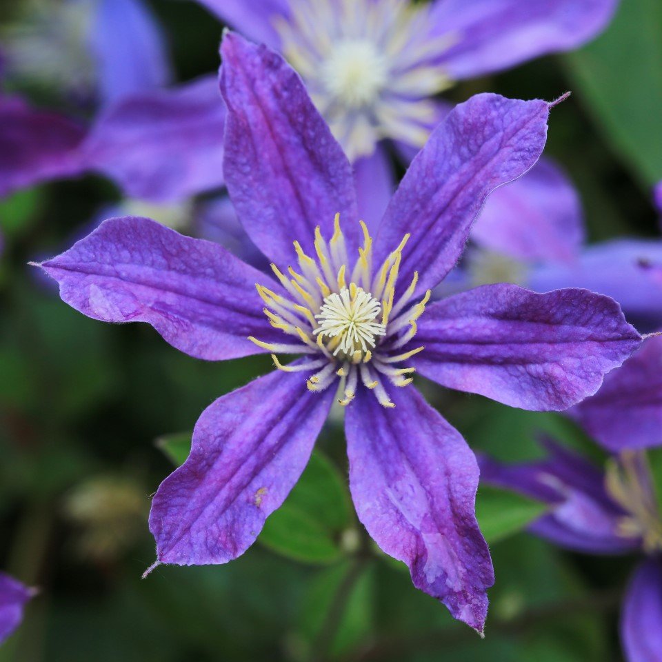 Klematis 'Arabella' 5-pack