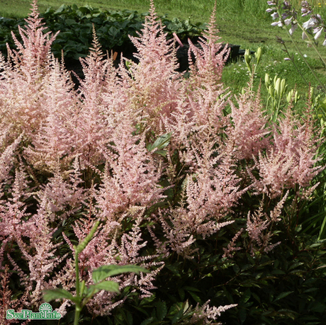 Astilbe 'Erika' 11cm kruka