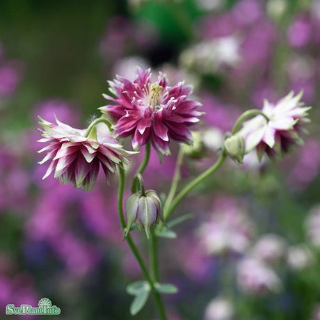 Akleja 'Nora Barlow' 11cm kruka