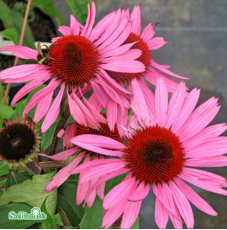 Solhatt 'Rubinstern' 11cm kruka