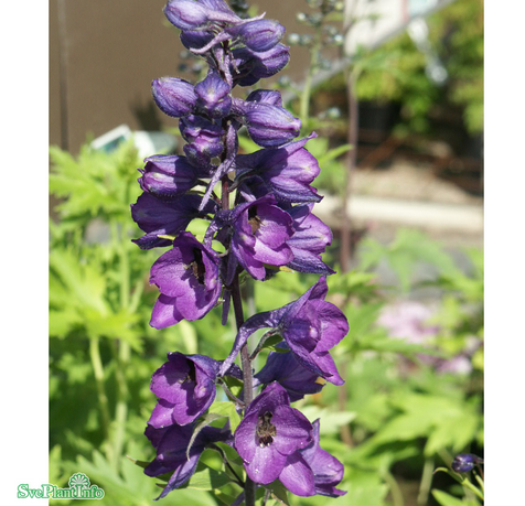 Riddarsporre 'Black Knight' 11cm kruka