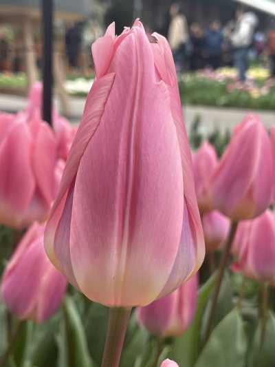 Darwinhybridtulpan 'Light and Dreamy' 8st
