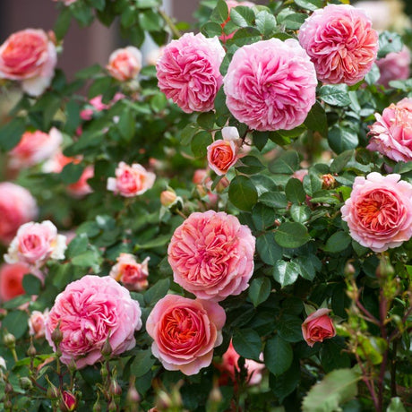 Modern buskros 'Chippendale' 10-pack barrot