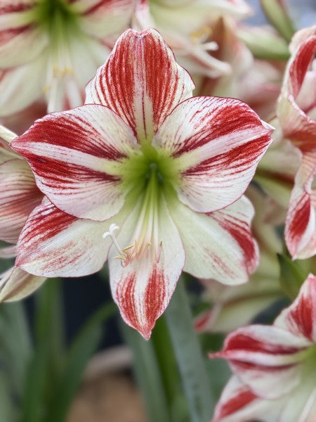 Amaryllis 'Ambiance' 1st