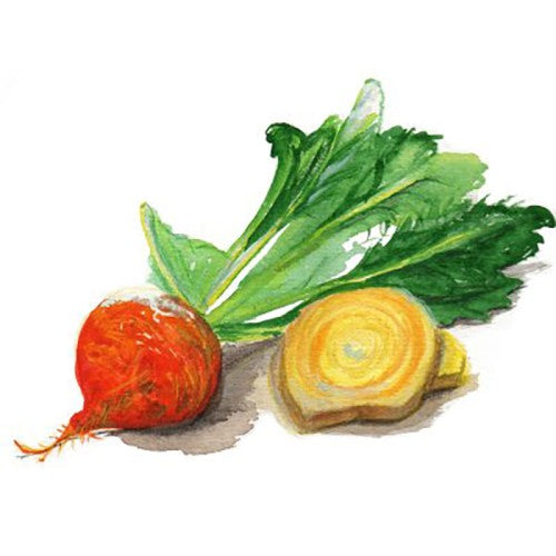 Gulbeta 'Detroit Golden' Svenskodlat frö