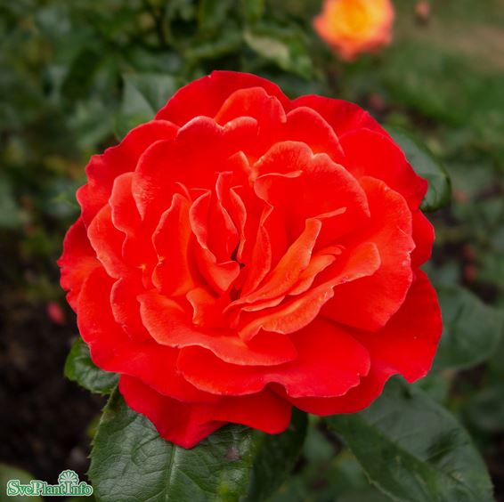 Tehybridros 'Alexander' 5-pack barrot