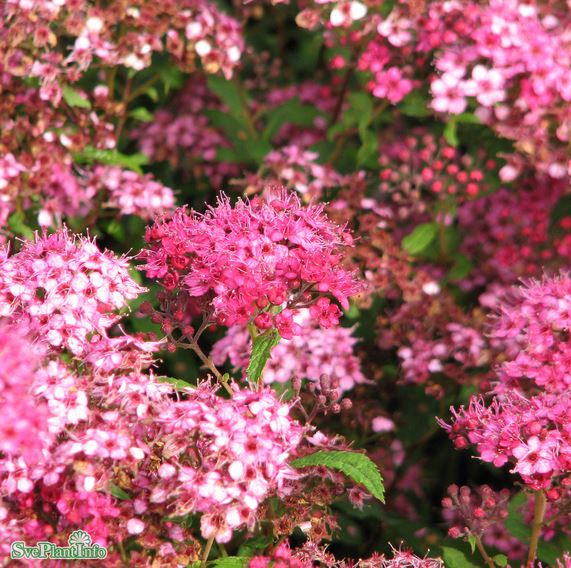 Praktspirea 'Sapho' 10-pack i kruka