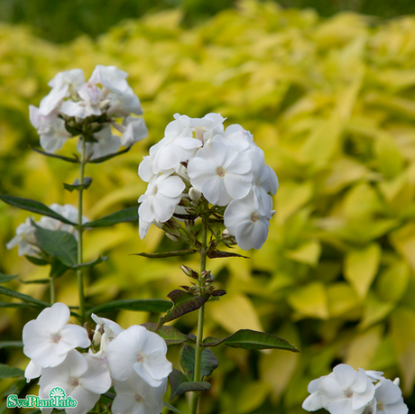 Höstflox 'Sweet Summer Snow' 11cm kruka