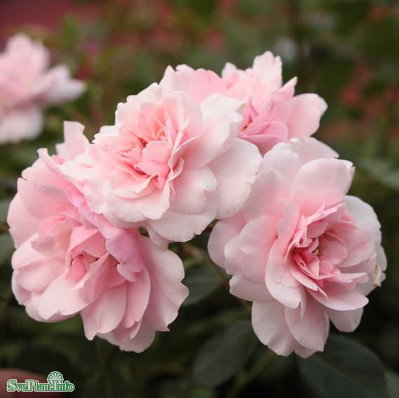 Klätterros 'Bonica Climbing' 10-pack barrot