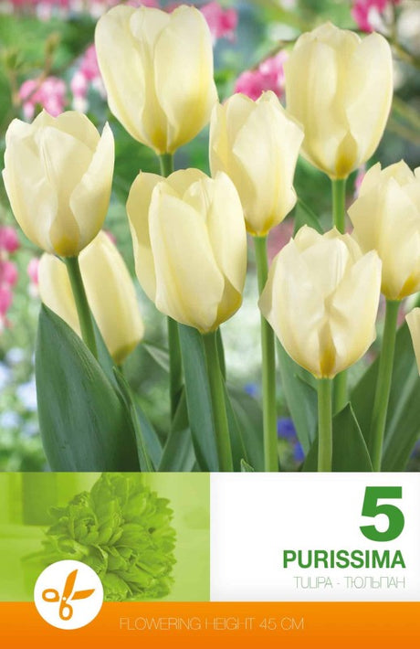 Kejsartulpan 'Purissima' 5st